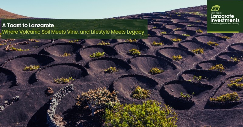 Discover the Wines of the Island and the Lanzarote